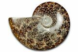 Polished Ammonite (Cleoniceras) Fossil - Madagascar #344305-1